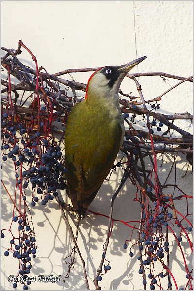 43_green_woodpecker.jpg - Green Woodpecker, Picus viridis, Zelena una , Location Mesto: Novi Sad, Serbia