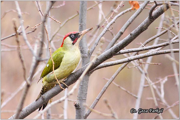 44_green_woodpecker.jpg - Green Woodpecker, Picus viridis, Zelena una , Location Mesto: Fruka gora, Serbia