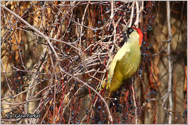 46_green_woodpecker.jpg - Green Woodpecker, Picus viridis, Zelena una , Location Mesto: Novi Sad, Serbia