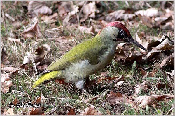 47_green_woodpecker.jpg - Green Woodpecker, Picus viridis, Zelena una , Location Mesto: Fruka gora, Serbia