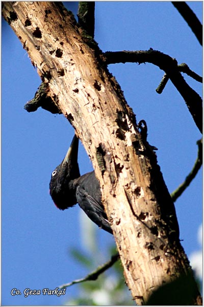 67_black_woodpecker.jpg - Black Woodpecker, Dryocopus martius, Crna una, Mesto - Location: Backi Monotor, Serbia