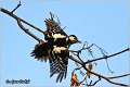 08_great_spotted_woodpecker