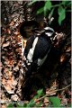 09_great_spotted_woodpecker