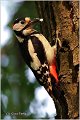 10_great_spotted_woodpecker