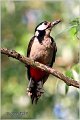 11_great_spotted_woodpecker