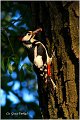 13_great_spotted_woodpecker