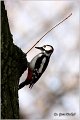 15_great_spotted_woodpecker