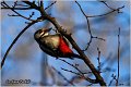 18_great_spotted_woodpecker