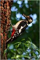 19_great_spotted_woodpecker