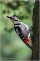 23_syrian_woodpecker