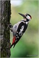 24_syrian_woodpecker
