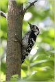 29_lesser_spotted_wodpecker