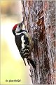 37_middle_spotted_woodpecker