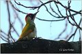 42_green_woodpecker