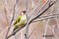 44_green_woodpecker
