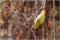 46_green_woodpecker