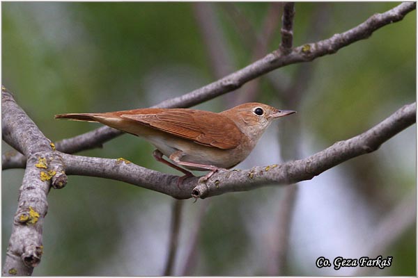 11_common_nightingale.jpg - Common Nightingale, Luscinia megarhynchos, Mali slavuj, Location - Mesto: Rusanda, Serbia