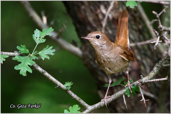 12_common_nightingale.jpg - Common Nightingale, Luscinia megarhynchos, Mali slavuj, Location - Mesto: Suboticka suma, Serbia