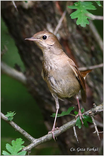 13_common_nightingale.jpg - Common Nightingale, Luscinia megarhynchos, Mali slavuj, Location - Mesto: Suboticka suma, Serbia