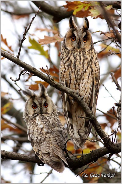 01_long-eared_owl.jpg - Long-eared Owl, Asio otus, Mala usara, Mesto -  Location: Baranda, Serbia