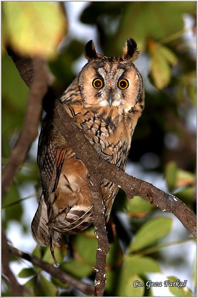 04_long-eared_owl.jpg - Long-eared Owl, Asio otus, Mala usara, Mesto -  Location: Kikinda, Serbia