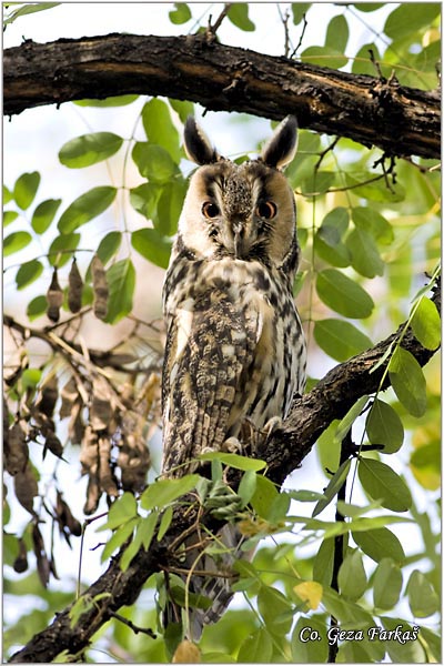 06_long-eared_owl.jpg - Long-eared Owl, Asio otus, Mala usara, Mesto -  Location: Rusanda, Serbia