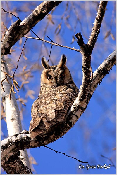 07_long-eared_owl.jpg - Long-eared Owl, Asio otus, Mala usara, Mesto -  Location: Novi Sad, Serbia
