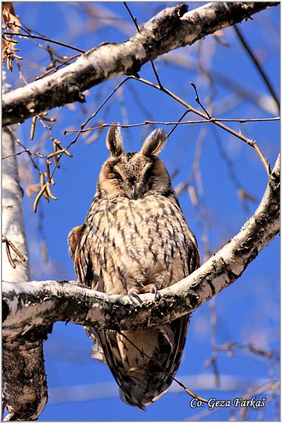 08_long-eared_owl.jpg - Long-eared Owl, Asio otus, Mala usara, Mesto -  Location: Novi Sad, Serbia