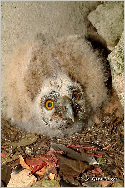 09_long-eared_owl.jpg - Long-eared Owl, Asio otus, Mala usara, Mesto -  Location: Becej, Serbia