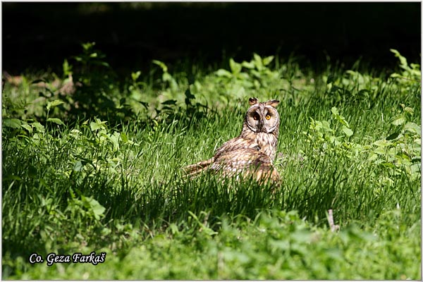 13_long-eared_owl.jpg - Long-eared Owl, Asio otus, Mala uara, Mesto -  Location: Rusanda, Serbia