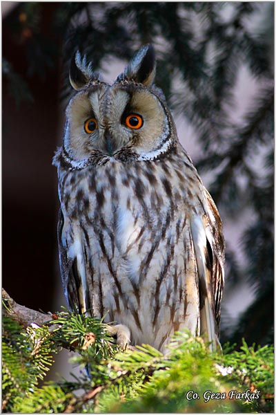 15_long-eared_owl.jpg - Long-eared Owl, Asio otus, Mala uara, Mesto -  Location: Aradac, Vojvodina, Serbia