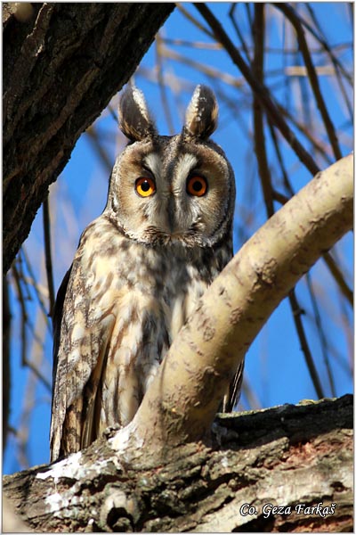 16_long-eared_owl.jpg - Long-eared Owl, Asio otus, Mala uara, Mesto -  Location: Aradac, Vojvodina, Serbia
