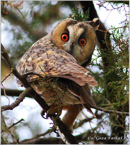17_long-eared_owl.jpg - Long-eared Owl, Asio otus, Mala uara, Mesto -  Location: Backo gradite, Serbia