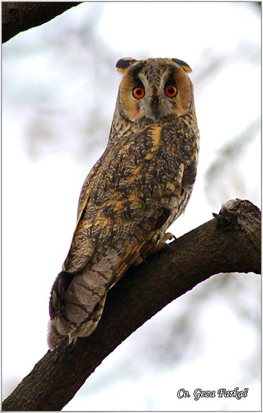 18_long-eared_owl.jpg - Long-eared Owl, Asio otus, Mala uara, Mesto -  Location: Backo gradite, Serbia