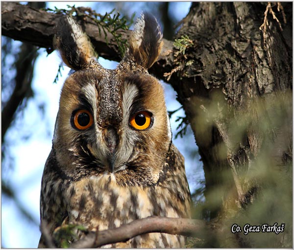 20_long-eared_owl.jpg - Long-eared Owl, Asio otus, Mala uara, Mesto -  Location: Backo gradite, Serbia