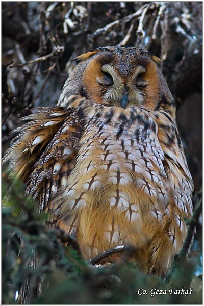 21_long-eared_owl.jpg - Long-eared Owl, Asio otus, Mala uara, Mesto -  Location: Backo gradite, Serbia