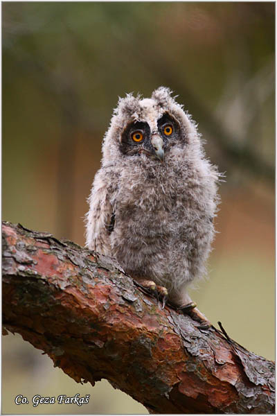 23_long-eared_owl.jpg - Long-eared Owl, Asio otus, Mala uÅ¡ara, Mesto -  Location: Rusanda, Serbia