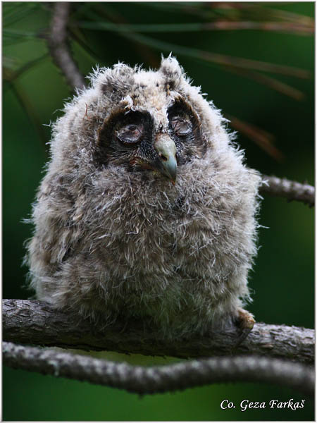 24_long-eared_owl.jpg - Long-eared Owl, Asio otus, Mala uÅ¡ara, Mesto -  Location: Rusanda, Serbia