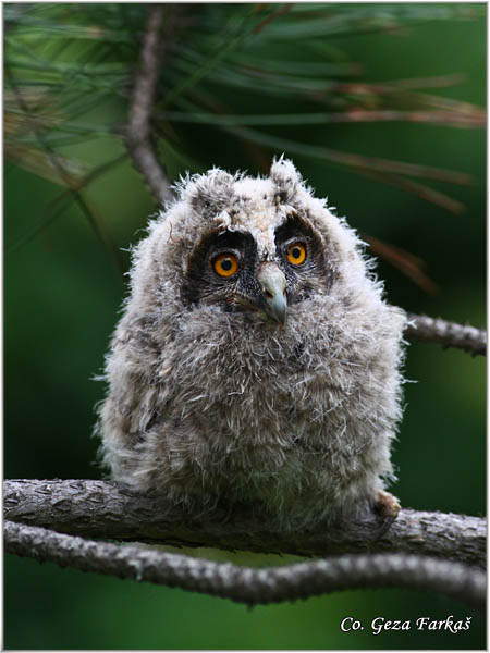 25_long-eared_owl.jpg - Long-eared Owl, Asio otus, Mala uÅ¡ara, Mesto -  Location: Rusanda, Serbia