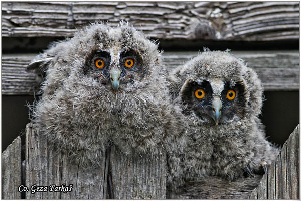 27_long-eared_owl.jpg - Long-eared Owl, Asio otus, Mala uÅ¡ara, Mesto -  Location: Rusanda, Serbia
