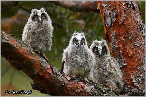 28_long-eared_owl.jpg - Long-eared Owl, Asio otus, Mala uÅ¡ara, Mesto -  Location: Rusanda, Serbia