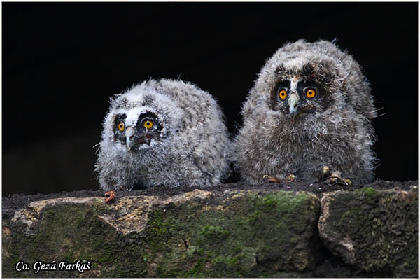 29_long-eared_owl.jpg - Long-eared Owl, Asio otus, Mala uÅ¡ara, Mesto -  Location: Rusanda, Serbia