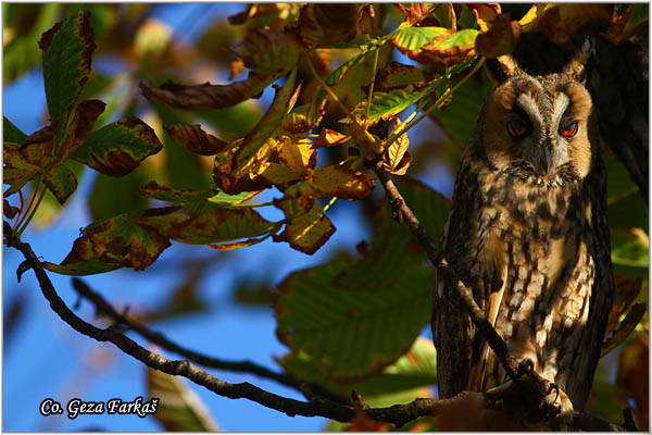 30_long-eared_owl.jpg - Long-eared Owl, Asio otus, Mala uÅ¡ara, Mesto -  Location: Rusanda, Serbia