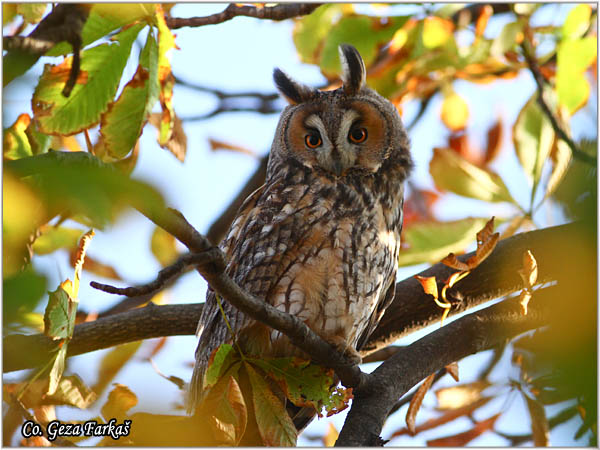 31_long-eared_owl.jpg - Long-eared Owl, Asio otus, Mala uÅ¡ara, Mesto -  Location: Rusanda, Serbia