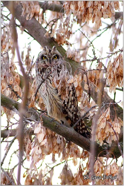 35_short-eared_owl.jpg - Short-eared Owl, Asio flammeus, Ritska sova, Mesto -  Location: Rusanda, Serbia
