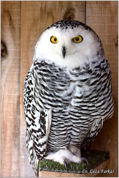 91_snowy_owl.jpg - Snowy Owl, Captured bird, Nyctea scandiaca, Snezna sova