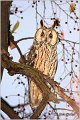 03_long-eared_owl