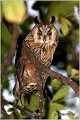 04_long-eared_owl