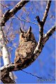 07_long-eared_owl