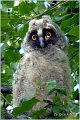 10_long-eared_owl